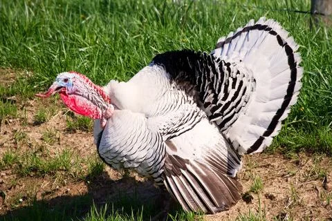Turkey Gobbles Stock Photos