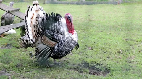 Turkey on a grass field Stock Footage 82076546