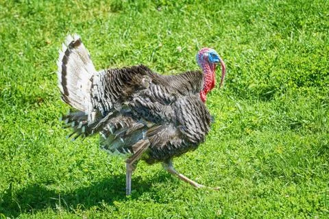 Turkey on Grass Stock Photos