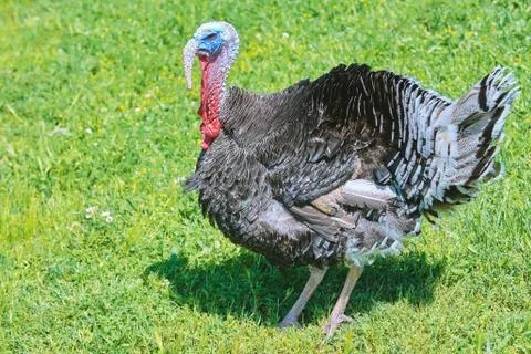 Turkey on Grass Stock Photos