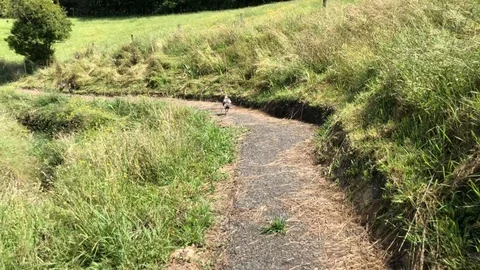 Turkey on a Grassy Path Stock Footage 105927891