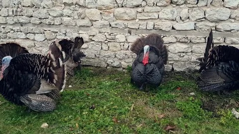 Turkey graze in the village Stock Footage 82317735