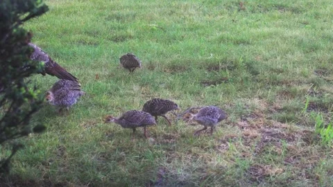 A turkey guides her chicks through a grazing ritual. Video stock 342014732