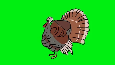Turkey - Hand Drawn - Green Screen Stock Footage 74944841
