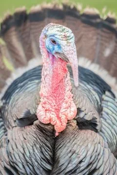 Turkey head closeup Stock Photos