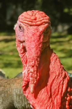 Turkey head Stock Photos