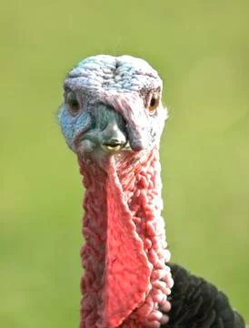 Turkey head Stock Photos
