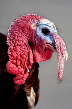 Turkey Head Profile on a Gray Background Stock Photos