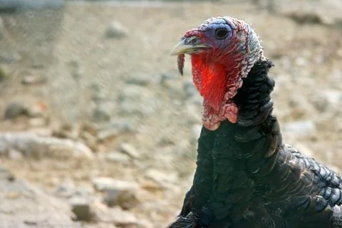 Turkey head, side Foto stock