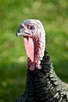 Turkey head two Stock Photos