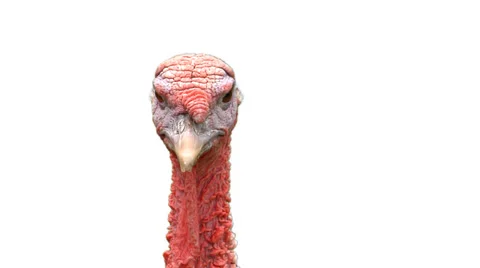 A turkey head on white looking all over the place. Video stock 33987411