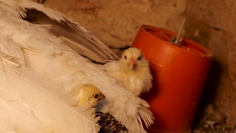 Turkey Hen Nesting with Chicks Peeking Under Wings in Rural Coop Stock Footage 312509636