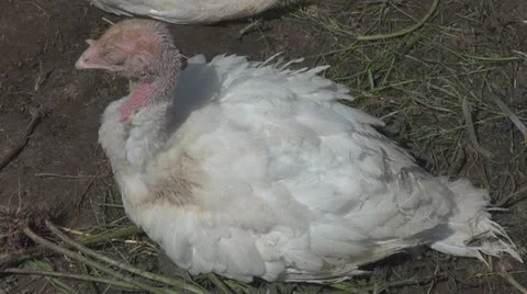 Turkey hen resting on ground Stock Footage