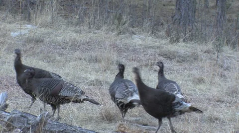 Turkey Hen Spooks -Pause- Gobbles--Then Seven Hens Return, w calling Stock Footage 49096261
