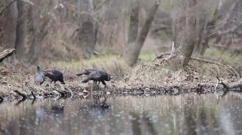 Turkey Hens Meander and Feed Along a Creek Stock Footage 45576453