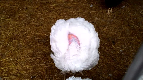 The turkey hid its head under its wings Stock Footage 292477686