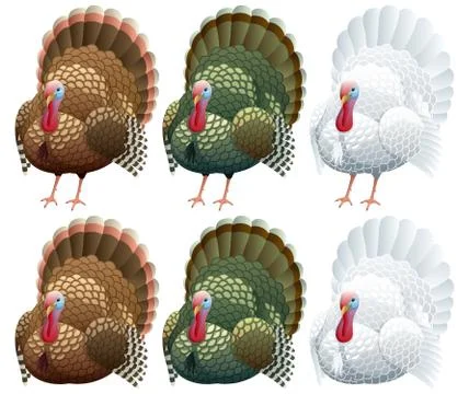 Turkey Stock Illustration