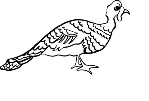 Turkey Stock Illustration
