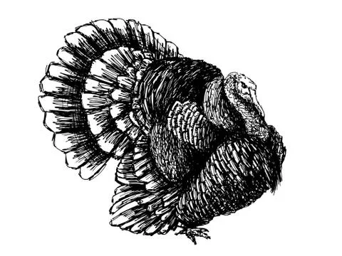 Turkey Illustrazione stock