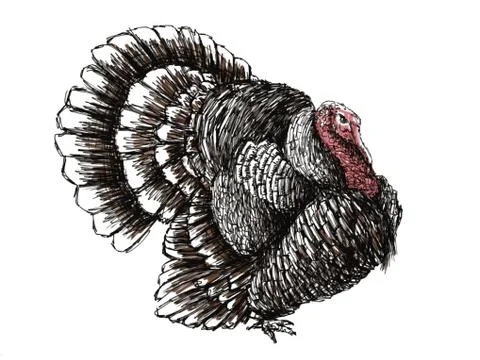 Turkey イラスト素材