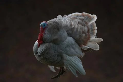 Turkey inflatable blue Foto stock