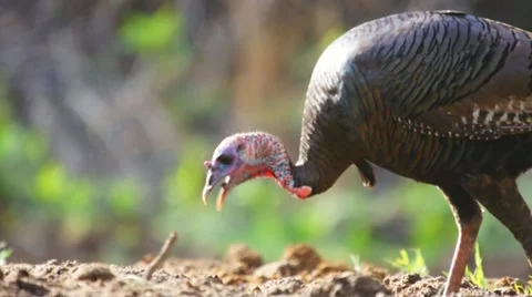 Turkey Jake Chufa Stock Footage 10847991