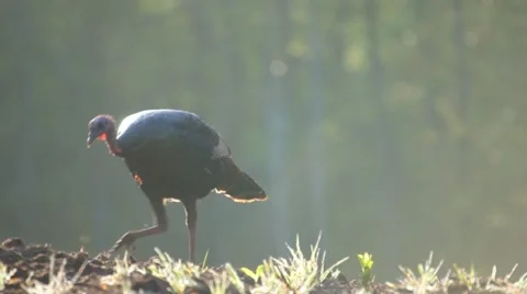 Turkey Jake Feeding Stock Footage 10850159