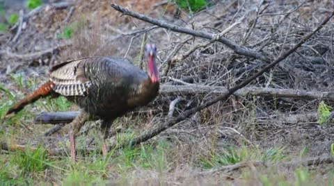 Turkey Jake Feeding Stock Footage 10865398