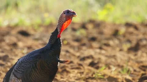 Turkey Jake Yelping Stock Footage 10880685