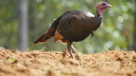 Turkey Jakes Feeding Stock Footage 10847734