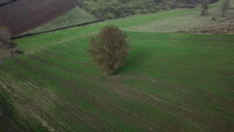 Turkey kocaeli alone tree 01 Stock Footage 104048919