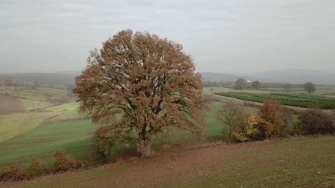 Turkey kocaeli alone tree 02 Stock Footage 104047160