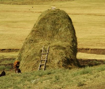 Turkey, Ladder on oversize haystack Stock Photos