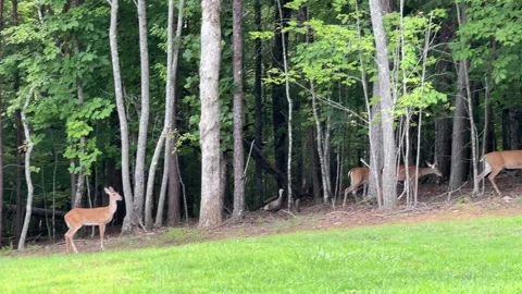 Turkey Leading Deer Stock Footage 203898045