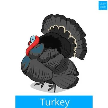 Turkey learn birds educational game vector Stock Illustration