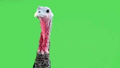 The turkey is looking different sides for Thanksgiving. Green background Stock Footage 140969785