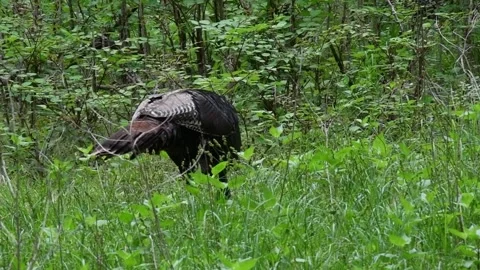 Turkey looking for food Stock Footage 241033445