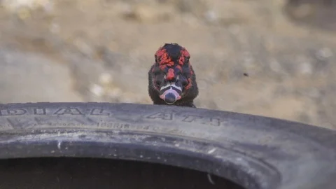 Turkey looking over the tyre Stock Footage 85816174