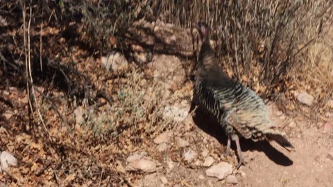 Turkey looks around Stock Footage 94098453