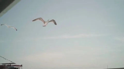 Turkey. Man feeds a Seagull Stock Footage 130817967