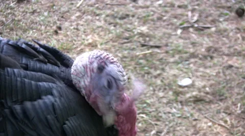 Turkey medium closeup showing head and neck Stock Footage 27909703
