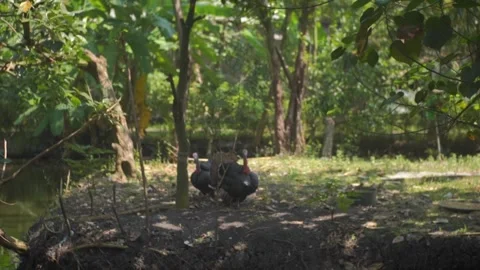 Turkey in the middle of the forest Stock Footage 235637815