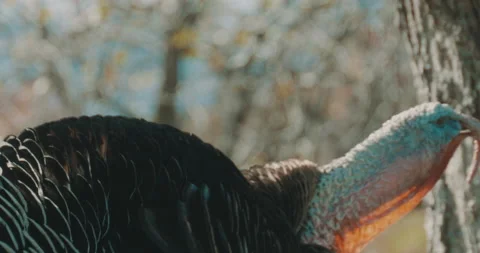 Turkey in Nature Stock Footage 164490265