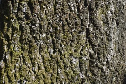 Turkey oak Stock Photos