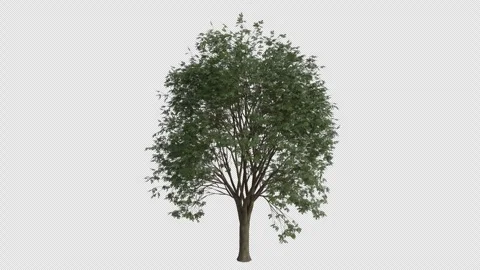 Turkey Oak Tree blowing in the wind. Alpha Channel. Loop Animation Stock Footage 280331548