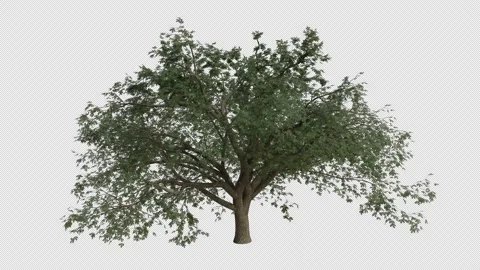 Turkey Oak Tree blowing in the wind. Alpha Channel. Loop Animation Video stock 280331613