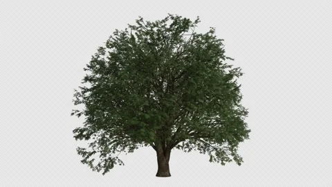 Turkey Oak Tree Swaying in Wind Loop Animation with Alpha Channel Stock Footage 346279826