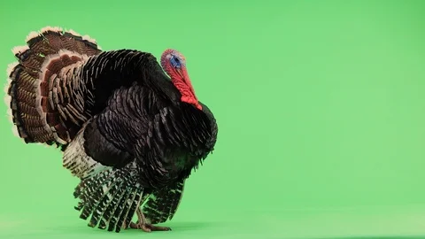 Turkey  opens feathers and makes a sound twice. Bronze turkey isolated green Stock Footage 126986008