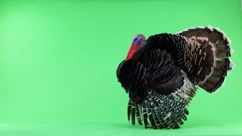 Turkey Cock Stock Video Footage, Royalty Free Turkey Cock Videos