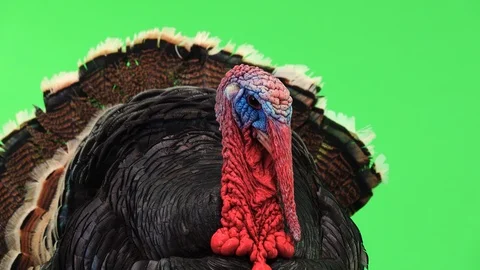 Turkey opens its feathers and calms down and makes a sound. The bronze turkey Stock Footage 126983608
